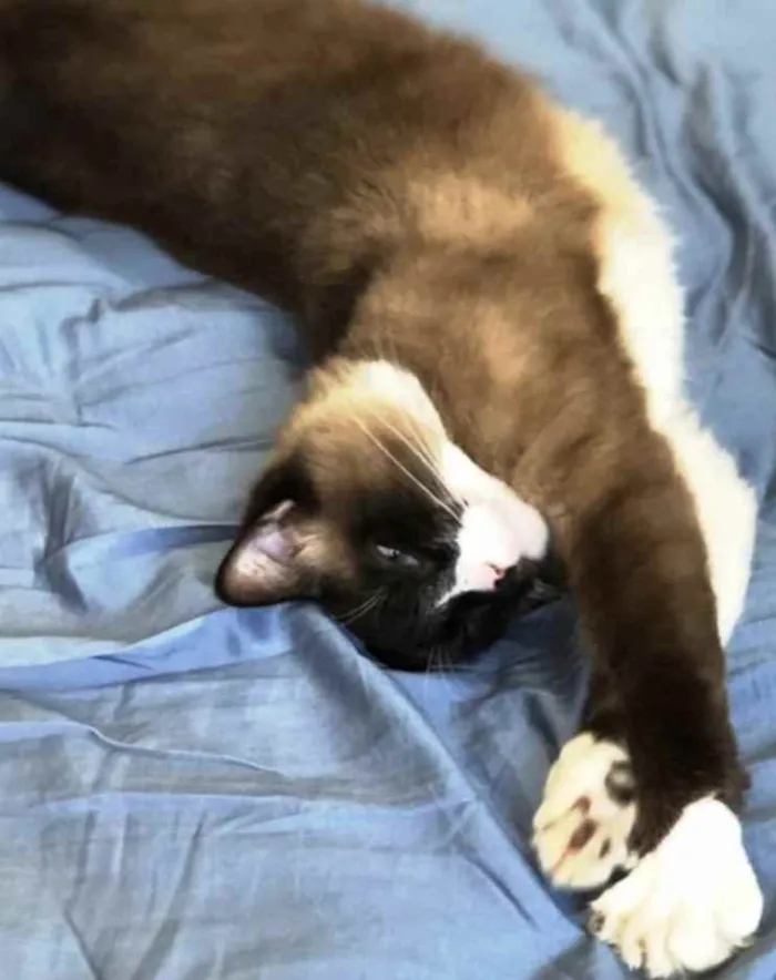 Gato ra a Siamês  idade 1 ano nome Adoção urgente 