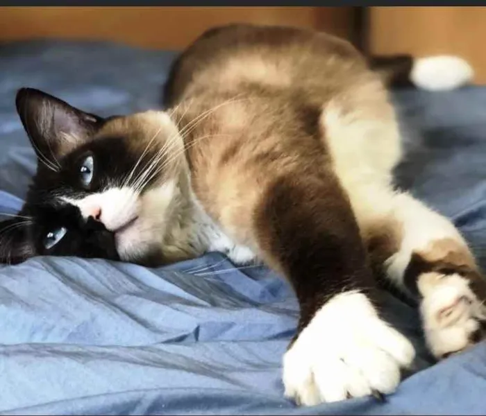 Gato ra a Siamês  idade 1 ano nome Adoção urgente 