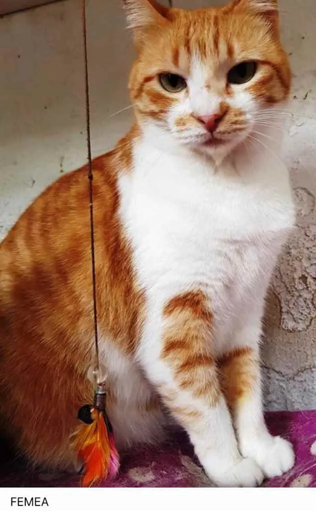 Gato ra a Ruivinha srd idade 1 ano nome Adoção urgente 