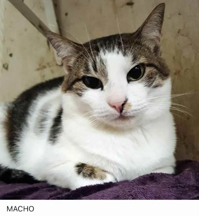 Gato ra a Srd lindo  idade 1 ano nome Adoção urgente 