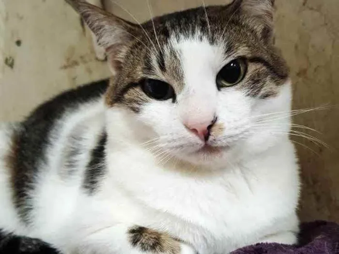 Gato ra a Srd lindo  idade 1 ano nome Adoção urgente 