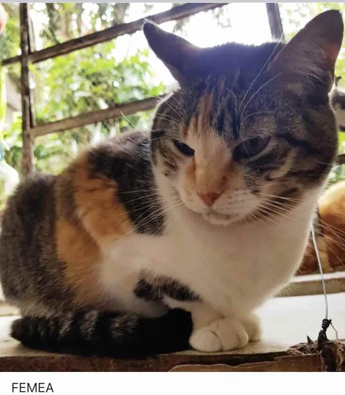 Gato ra a Srd idade 1 ano nome Adoção urgente 