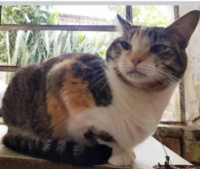 Gato ra a Srd idade 1 ano nome Adoção urgente 
