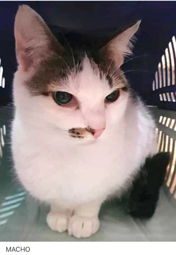 Gato ra a Srd lindo  idade 1 ano nome Adoção urgente 
