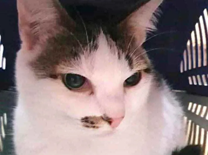 Gato ra a Srd lindo  idade 1 ano nome Adoção urgente 