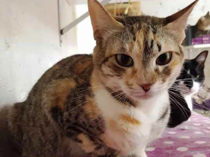 Gato ra a Tricolor srd  idade 1 ano nome Adoção urgente 