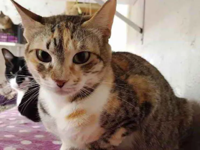 Gato ra a Tricolor srd  idade 1 ano nome Adoção urgente 