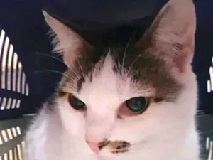 Gato raça Srd lindo  idade 1 ano nome Adoção urgente 