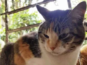 Gato raça Srd idade 1 ano nome Adoção urgente 