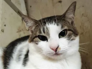 Gato raça Srd lindo  idade 1 ano nome Adoção urgente 