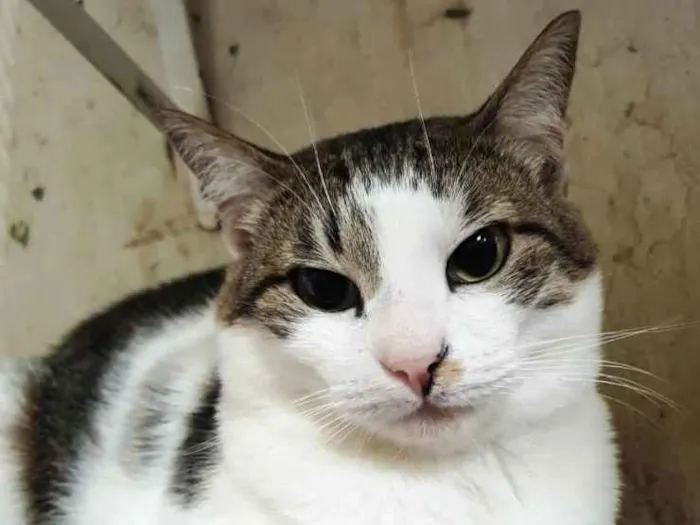 Gato ra a Srd lindo  idade 1 ano nome Adoção urgente 