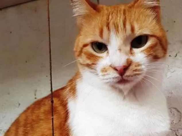 Gato ra a Ruivinha srd idade 1 ano nome Adoção urgente 