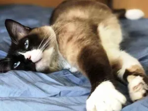 Gato raça Siamês  idade 1 ano nome Adoção urgente 