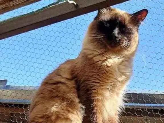 Gato ra a Siamesa idade 1 ano nome Adoção urgente 