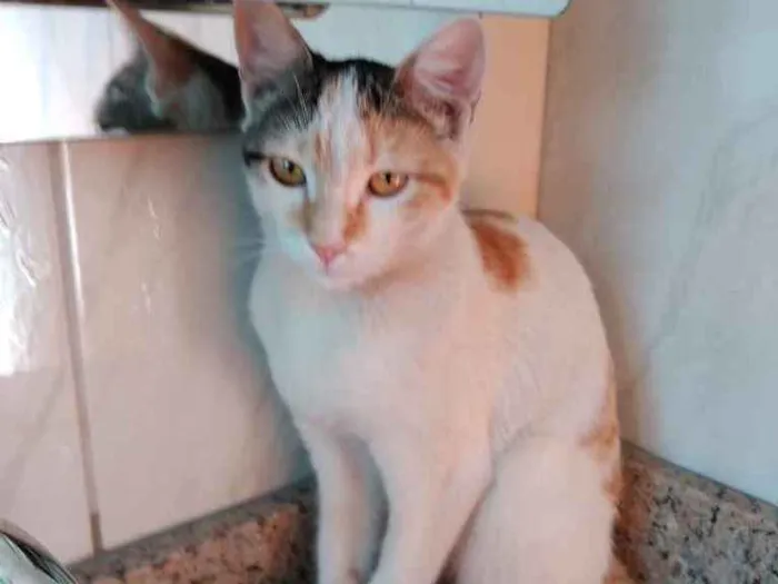 Gato raça Srd idade 2 a 6 meses nome Chantilly linda bebê