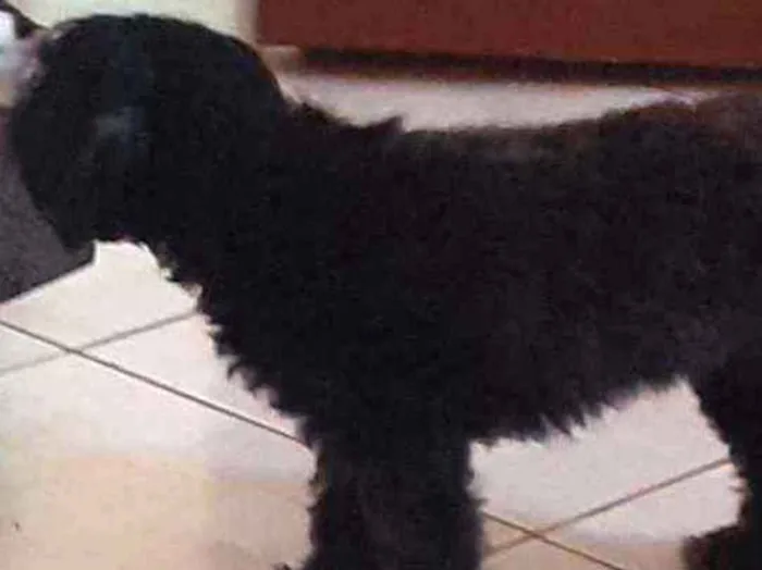 Cachorro raça Poodle  idade 3 anos nome Princesa