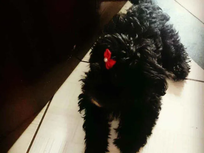 Cachorro raça Poodle  idade 3 anos nome Princesa