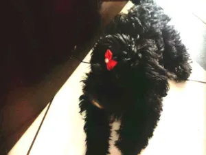 Cachorro raça Poodle  idade 3 anos nome Princesa