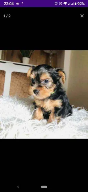 Cachorro raça Maltês idade Abaixo de 2 meses nome Maltês