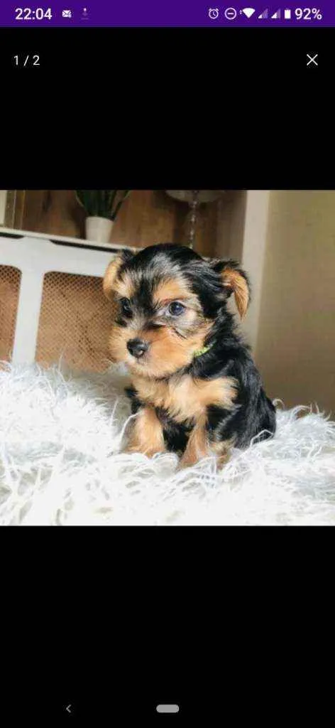Cachorro ra a Maltês idade Abaixo de 2 meses nome Maltês