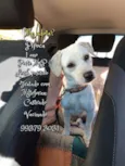 Pipoca