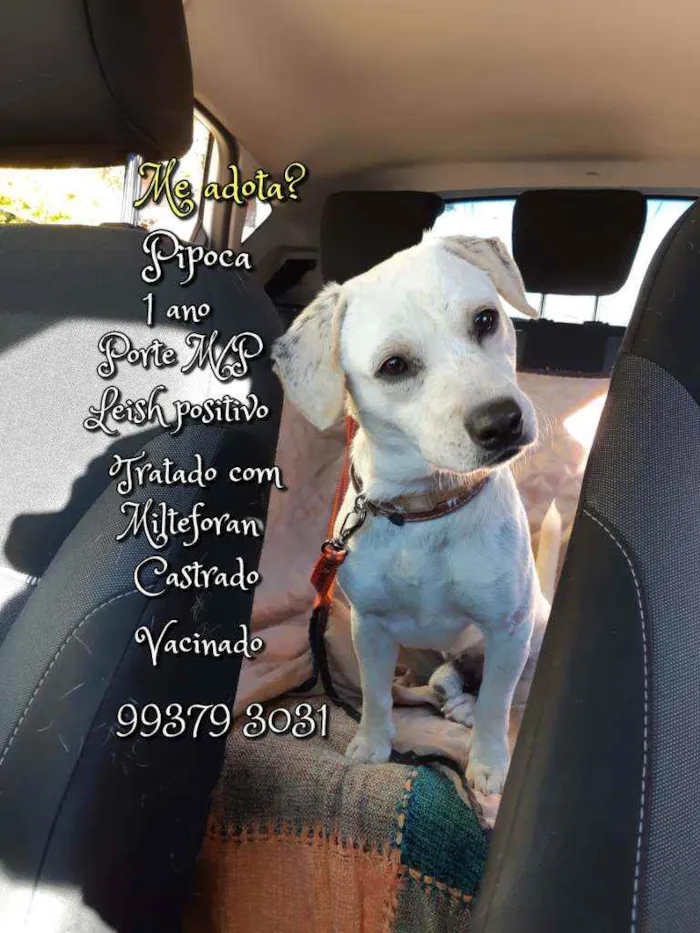 Cachorro raça SRD idade 1 ano nome Pipoca