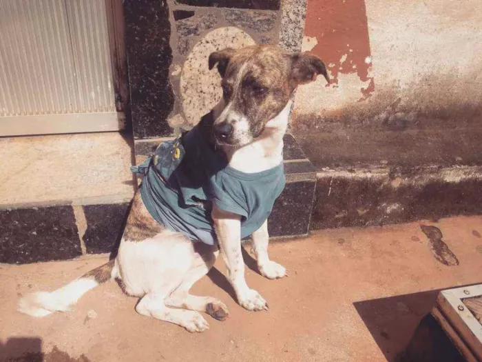 Cachorro ra a Srd idade 1 ano nome Magali