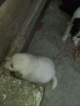 Cachorro