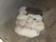 Cachorro