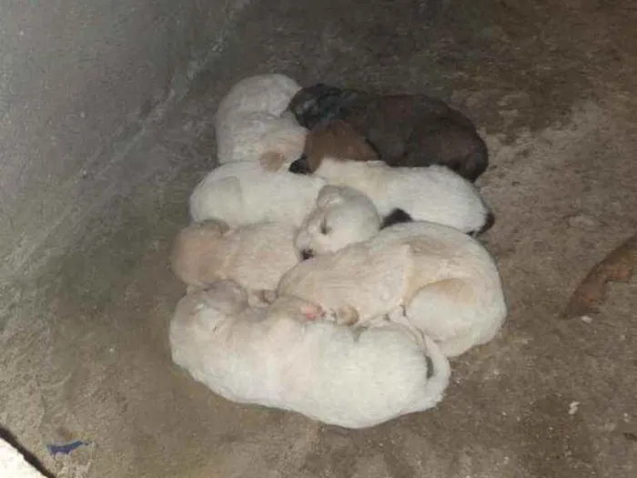 Cachorro ra a Sem raça idade Abaixo de 2 meses nome Cachorro