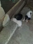 Cachorro