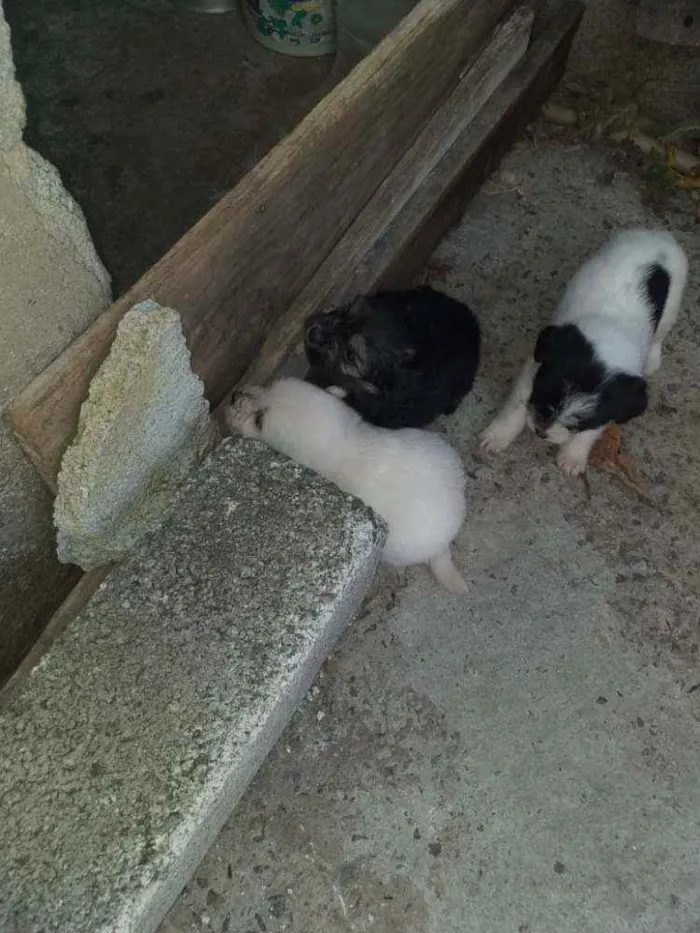 Cachorro ra a Sem raça idade Abaixo de 2 meses nome Cachorro