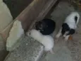Cachorro