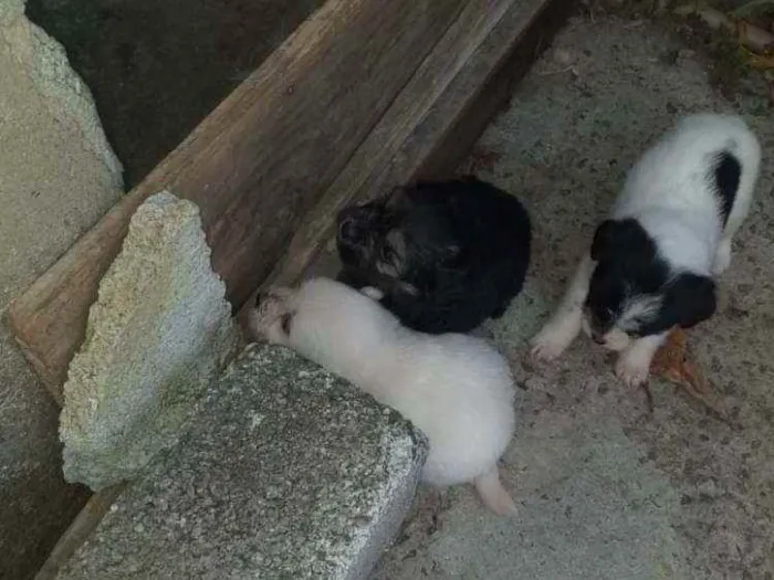 Cachorro ra a Sem raça idade Abaixo de 2 meses nome Cachorro