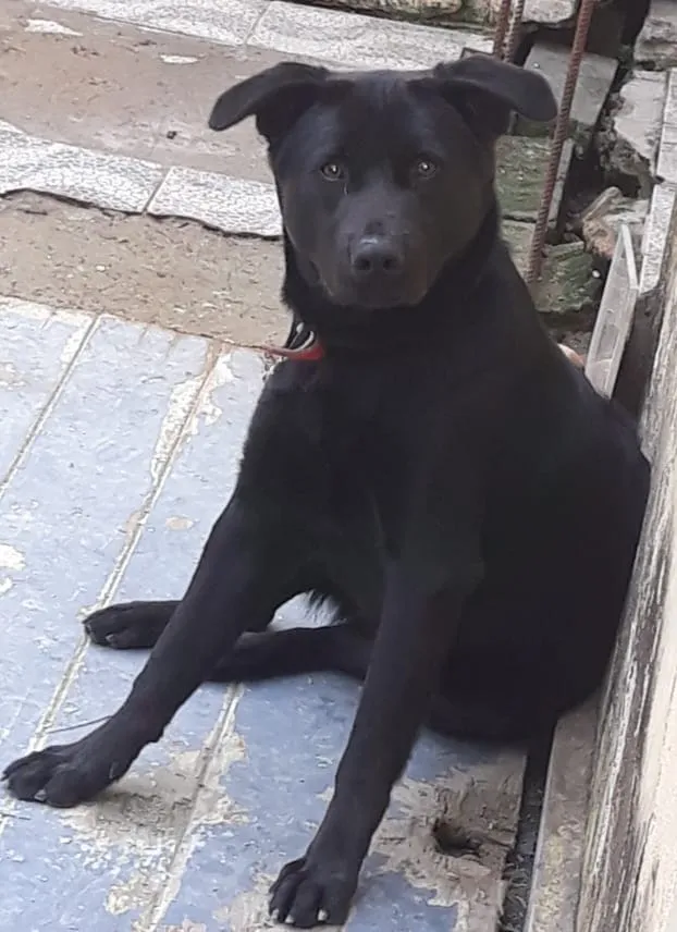 Cachorro ra a Mix Labrador idade 7 a 11 meses nome sem nome