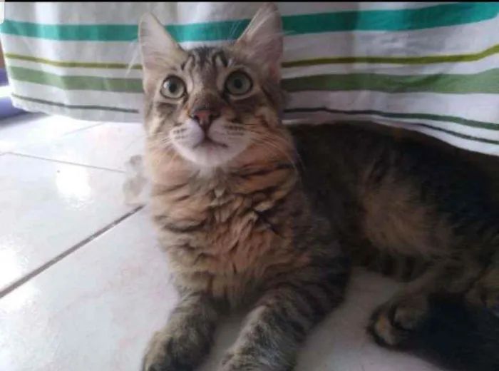 Gato ra a Vira lata  idade 2 a 6 meses nome Titi