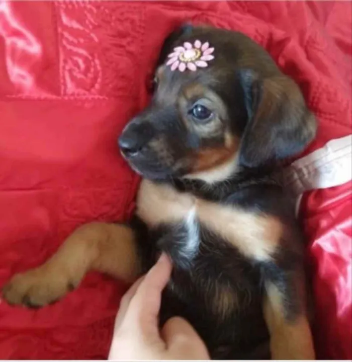 Cachorro ra a SRD idade Abaixo de 2 meses nome Kiara 