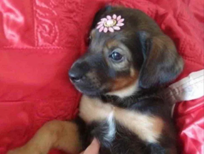 Cachorro ra a SRD idade Abaixo de 2 meses nome Kiara 