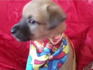 Cachorro raça SRD idade Abaixo de 2 meses nome Marley