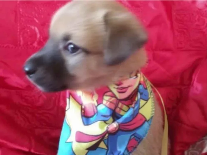 Cachorro ra a SRD idade Abaixo de 2 meses nome Marley