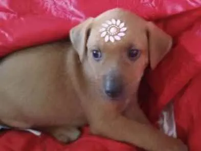 Cachorro ra a SRD idade Abaixo de 2 meses nome Samantha 