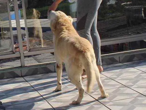 Cachorro ra a Labrador  idade 6 ou mais anos nome Marley
