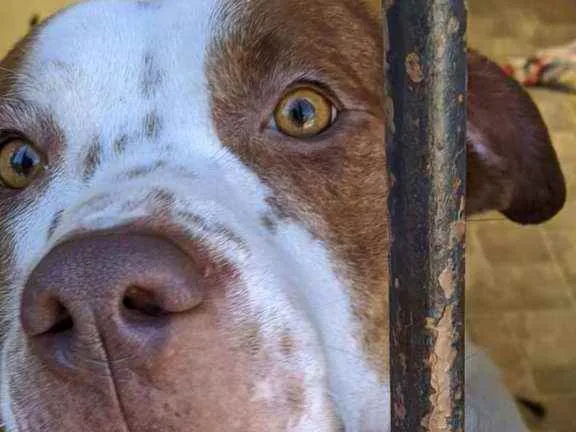 Cachorro ra a Srd idade 3 anos nome Branca