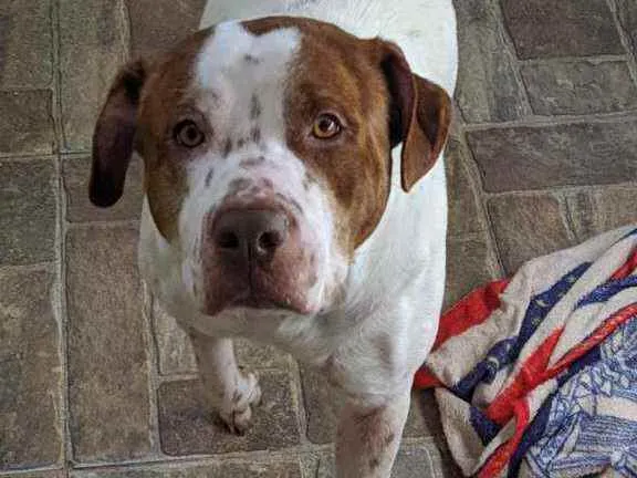 Cachorro ra a Srd idade 3 anos nome Branca