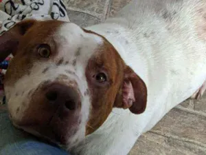 Cachorro raça Srd idade 3 anos nome Branca