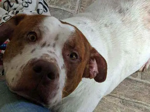Cachorro ra a Srd idade 3 anos nome Branca