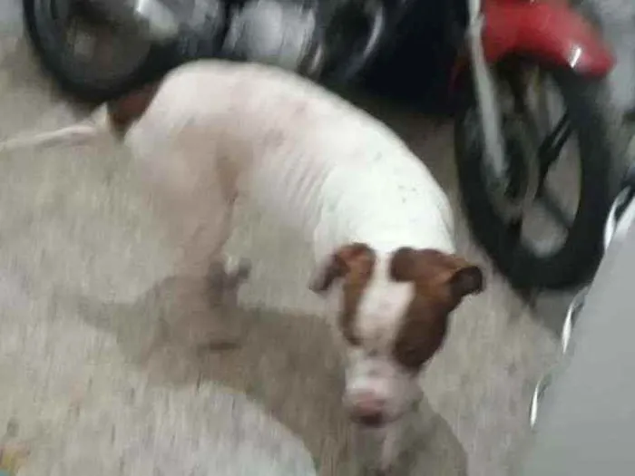Cachorro ra a Srd idade 3 anos nome Branca