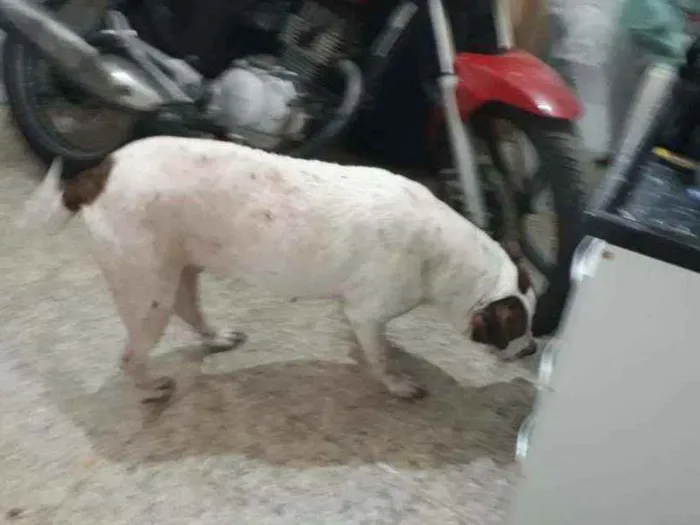 Cachorro ra a Srd idade 3 anos nome Branca