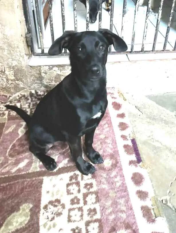 Cachorro ra a  idade 2 a 6 meses nome Luna ( filhote)