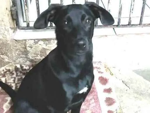 Cachorro ra a  idade 2 a 6 meses nome Luna ( filhote)